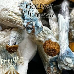 GOLDEN TEACHER - HOMEGROWN