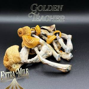 GOLDEN TEACHER - HOMEGROWN