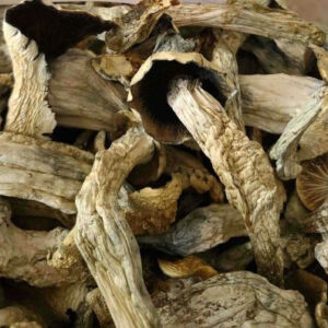 MAYAN MUSHROOM