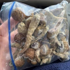 PENIS ENVY MUSHROOMS