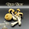 RED BOY Mushroom