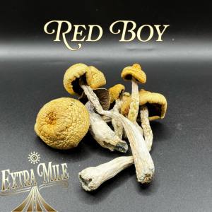 RED BOY Mushroom